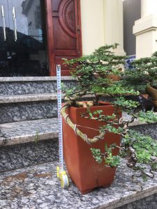 Cây Cần Thăng Bonsai - Hoa rơi hữu ý, nước chảy vô tình.