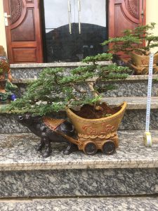 Cây Cần Thăng Bonsai - Con Trâu Vàng đón năm mới Kỷ Sửu