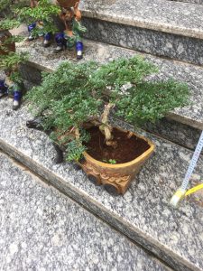 Cây Cần Thăng Bonsai - Con Trâu Vàng đón năm mới Kỷ Sửu