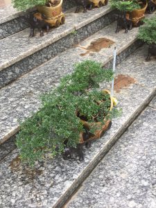 Cây Cần Thăng Bonsai - Con Trâu Vàng đón năm mới Kỷ Sửu