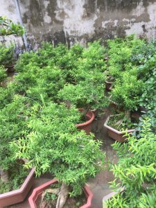Cây Mai Chiếu Thủy Bonsai