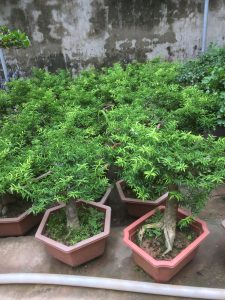 Cây Mai Chiếu Thủy Bonsai