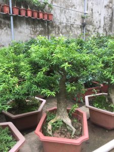 Cây Mai Chiếu Thủy Bonsai
