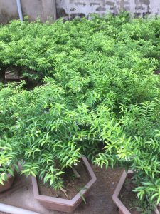 Cây Mai Chiếu Thủy Bonsai