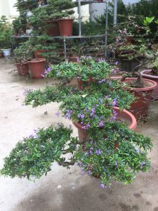 Cây Linh Sam Bonsai để bàn