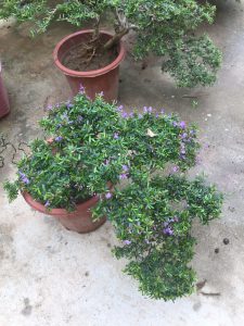 Cây Linh Sam Bonsai để bàn