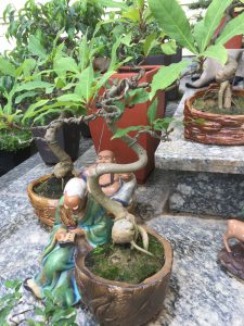 Cây Lộc Vừng Bonsai để bàn