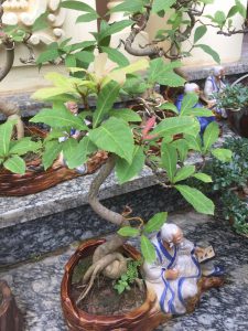 Cây Lộc Vừng Bonsai để bàn