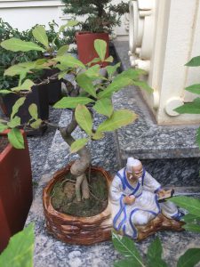 Cây Lộc Vừng Bonsai để bàn
