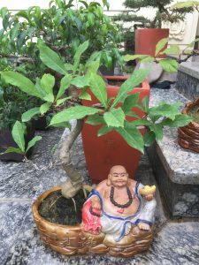 Cây Lộc Vừng Bonsai để bàn