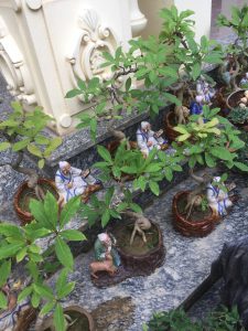 Cây Lộc Vừng Bonsai để bàn