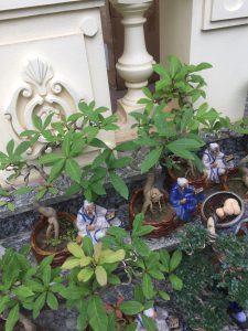 Cây Lộc Vừng Bonsai để bàn