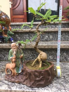 Cây Lộc Vừng Bonsai để bàn