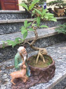 Cây Lộc Vừng Bonsai để bàn