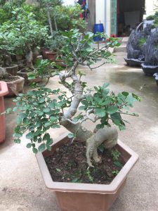 Cây Duối Bonsai