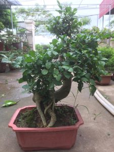 Cây Duối Bonsai