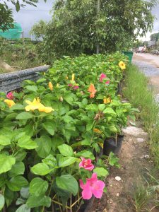 cây hoa dâm bụt thái - dâm bụt lùn