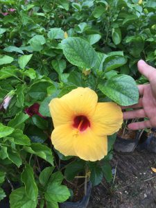 cây hoa dâm bụt thái - dâm bụt lùn