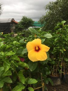 cây hoa dâm bụt thái - dâm bụt lùn