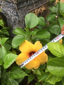 cây hoa dâm bụt thái - dâm bụt lùn