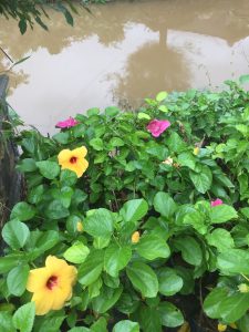 cây hoa dâm bụt thái - dâm bụt lùn