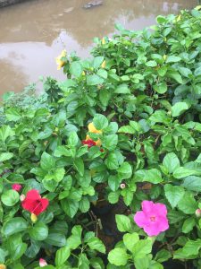 cây hoa dâm bụt thái - dâm bụt lùn