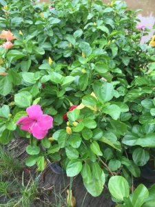 cây hoa dâm bụt thái - dâm bụt lùn