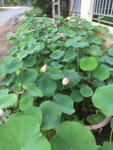 Cây sen mini- sen hồng