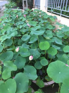 Cây sen mini- sen hồng