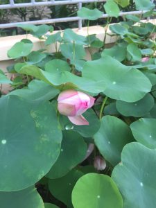 Cây sen mini- sen hồng