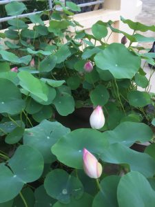 Cây sen mini- sen hồng