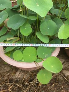 Cây sen mini- sen hồng