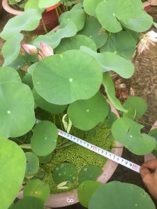 Cây sen mini- sen hồng