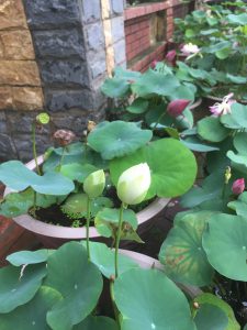 chậu sen trắng trồng làm cảnh