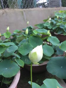 chậu sen trắng trồng làm cảnh