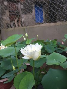 chậu sen trắng trồng làm cảnh