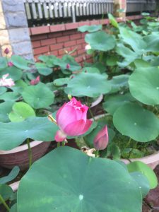 Cây sen mini- sen hồng