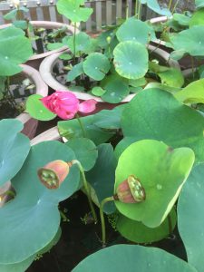 sen hồng làm cảnh