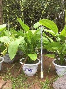 cây bách thủy tiên thủy sinh