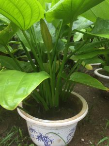 cây bách thủy tiên thủy sinh