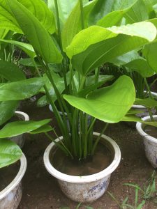 cây bách thủy tiên thủy sinh