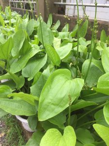 cây bách thủy tiên thủy sinh