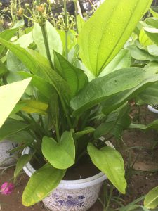 cây bách thủy tiên thủy sinh