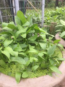 cây bách thủy tiên thủy sinh