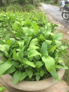 cây bách thủy tiên thủy sinh