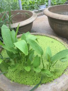 cây bách thủy tiên thủy sinh