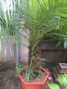 cây Chà Là Cảnh - cây Cau Nga My