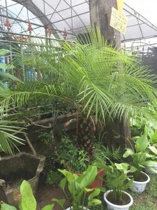 cây Chà Là Cảnh - cây Cau Nga My