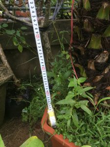 cây Chà Là Cảnh - cây Cau Nga My