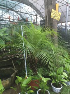 cây Chà Là Cảnh - cây Cau Nga My